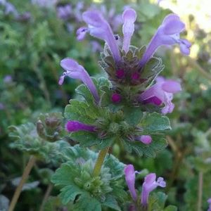 Meet your Posher, Isabelle